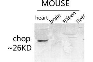 Western Blot (WB) analysis of specific lysis using CHOP Polyclonal Antibody. (DDIT3 抗体  (Ser301))