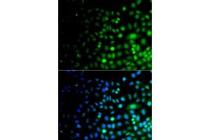 Immunofluorescence analysis of A549 cells using UBA6 antibody (ABIN5975585). (UBA6 抗体)