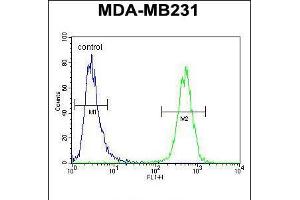 Flow cytometric analysis of MDA-MB231 cells (right histogram) compared to a negative control cell (left histogram). (HHLA2 抗体  (N-Term))