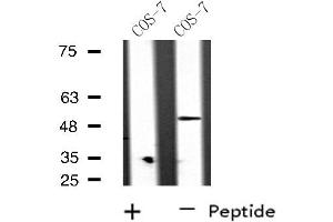 Western blot analysis of extracts from COS-7 cells, using RAD51L2 antibody. (RAD51C 抗体  (Internal Region))
