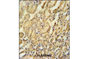 BTBD9 Antibody immunohistochemistry analysis in formalin fixed and paraffin embedded mouse kidney tissue followed by peroxidase conjugation of the secondary antibody and DAB staining. (BTBD9 抗体  (AA 237-262))