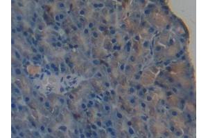 DAB staining on IHC-P; Samples: Mouse Pancreas Tissue (PPL 抗体  (AA 1501-1754))