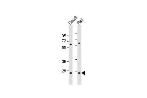 Western Blotting (WB) image for anti-Proteasome (Prosome, Macropain) Subunit, beta Type 10 (PSMB10) (AA 214-242), (C-Term) antibody (ABIN656500)
