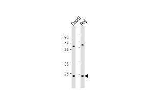 All lanes : Anti-PSMB10 Antibody (C-term) at 1:1000 dilution Lane 1: Daudi whole cell lysate Lane 2: Raji whole cell lysate Lysates/proteins at 20 μg per lane. (PSMB10 抗体  (C-Term))