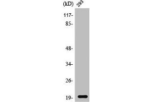 Western Blot analysis of 293 cells using Stathmin-3 Polyclonal Antibody (Stathmin 3 抗体  (Internal Region))