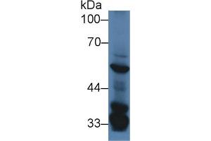 Western Blot; Sample: Mouse Liver lysate; Primary Ab: 2µg/ml Rabbit Anti-Mouse SGK3 Antibody Second Ab: 0. (SGK3 抗体  (AA 141-368))