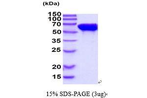 SDS-PAGE (SDS) image for Stress-Induced-phosphoprotein 1 (STIP1) (AA 1-543) protein (ABIN5854635) (STIP1 Protein (AA 1-543))