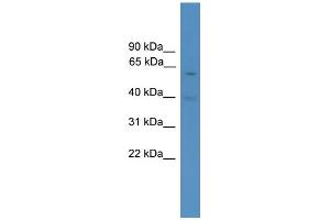 WB Suggested Anti-Pax7 Antibody Titration:  0. (PAX7 抗体  (Middle Region))