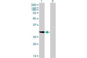 Western Blot analysis of NRBP2 expression in transfected 293T cell line by NRBP2 monoclonal antibody (M01), clone 4D1. (NRBP2 抗体  (AA 151-258))