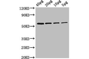 Western Blot Positive WB detected in: Rosseta bacteria lysate at 40 μg, 20 μg, 10 μg, 5 μg All lanes: glpK antibody at 2. (Glycerol Kinase 抗体  (AA 2-502) (Biotin))