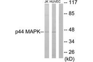 Western Blotting (WB) image for anti-Mitogen-Activated Protein Kinase 3 (MAPK3) (AA 161-210) antibody (ABIN2889439) (ERK1 抗体  (AA 161-210))