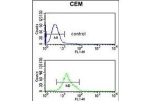 TCHP Antibody (Center) (ABIN653303 and ABIN2842803) flow cytometric analysis of CEM cells (bottom histogram) compared to a negative control cell (top histogram). (TCHP 抗体  (AA 291-320))