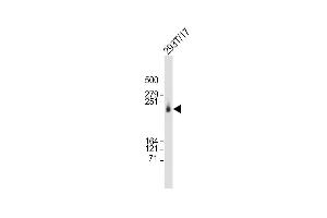 Anti-CAD Antibody (Center) at 1:2000 dilution + 293T/17 whole cell lysate Lysates/proteins at 20 μg per lane. (CAD 抗体  (AA 780-809))