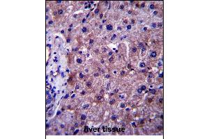 SGMS1 Antibody (N-term) (ABIN657485 and ABIN2846514) immunohistochemistry analysis in formalin fixed and paraffin embedded human liver tissue followed by peroxidase conjugation of the secondary antibody and DAB staining. (Sphingomyelin Synthase 1 抗体  (N-Term))