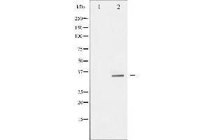 Western blot analysis of S6 Ribosomal Protein phosphorylation expression in serum treated 293 whole cell lysates,The lane on the left is treated with the antigen-specific peptide. (RPS6 抗体  (pSer235))