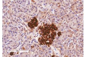 ABIN185408 (4µg/ml) staining of paraffin embedded Human Pancreas. (CCKAR 抗体  (Internal Region))