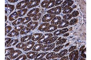 IHC-P Image AGR3 antibody detects AGR3 protein at cytoplasm in rat colon by immunohistochemical analysis.
