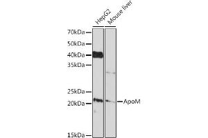 Western blot analysis of extracts of various cell lines, using ApoM Rabbit mAb (ABIN7265646) at 1:1000 dilution. (Apolipoprotein M 抗体)