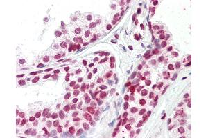 Anti-FOXH1 antibody IHC staining of human prostate. (FOXH1 抗体  (N-Term))