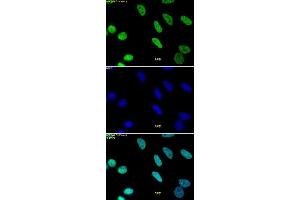 Histone H3 monomethyl Lys9 pAb tested by immunofluorescence.