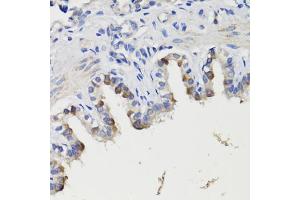 Immunohistochemistry of paraffin-embedded rat bronchus using DEPDC6 antibody (ABIN7266738) at dilution of 1:200 (40x lens). (DEPTOR 抗体  (AA 1-220))