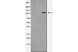 Western blot analysis of Rat lung tissue lysate, using MDS1 Antibody. (MECOM 抗体  (C-Term))