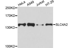 Western blot analysis of extracts of various cell lines, using SLC4A2 antibody. (SLC4A2 抗体)