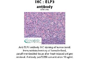 Image no. 1 for anti-Elongator complex protein 3 (ELP3) (AA 240-445) antibody (ABIN1733977) (ELP3/KAT9 抗体  (AA 240-445))