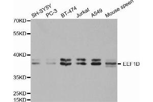 Western blot analysis of extracts of various cell lines, using EEF1D antibody. (EEF1D 抗体  (AA 1-160))
