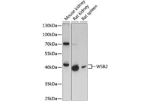 Western blot analysis of extracts of various cell lines, using WSB2 antibody (ABIN6133280, ABIN6150269, ABIN6150270 and ABIN6216800) at 1:3000 dilution. (WSB2 抗体  (AA 1-200))