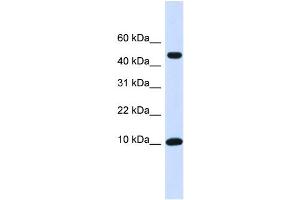 WB Suggested Anti-ZNF706 Antibody Titration:  0. (ZNF706 抗体  (N-Term))