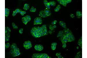 Immunofluorescence (IF) image for anti-Aconitase 2, Mitochondrial (ACO2) antibody (ABIN1496411)