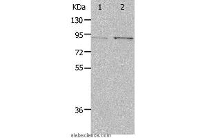 Western blot analysis of Hela and 293T cell, using PIBF1 Polyclonal Antibody at dilution of 1:400 (PIBF1 抗体)