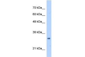 WB Suggested Anti-MRTO4 Antibody Titration:  2. (C1orf33 抗体  (N-Term))