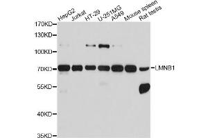 Western blot analysis of extracts of various cell lines, using LMNB1 antibody. (Lamin B1 抗体)