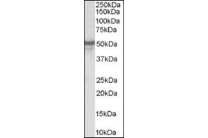 Image no. 1 for anti-Neuropeptide Y Receptor Y5 (NPY5R) (Internal Region) antibody (ABIN374569) (NPY5R 抗体  (Internal Region))