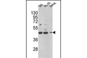 Western blot analysis of HSD17B7 Antibody (N-term) (ABIN390725 and ABIN2840999) in 293,HL-60,Jurkat cell line lysates (35 μg/lane). (HSD17B7 抗体  (N-Term))