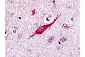 Immunohistochemical staining of Brain (Neuron) using anti- GPR85 antibody ABIN122188 (GPR85 抗体  (C-Term))
