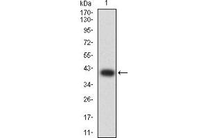 Western blot analysis using GLRA1 mAb against human GLRA1 (AA: extra 29-154) recombinant protein. (GLRA1 抗体  (AA 29-154))