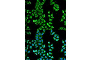 Immunofluorescence (IF) image for anti-Amyloid P Component, Serum (APCS) (AA 1-223) antibody (ABIN3022714) (APCS 抗体  (AA 1-223))