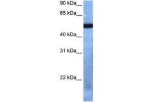 Western Blotting (WB) image for anti-T-Box 19 (TBX19) antibody (ABIN2460437) (T-Box 19 抗体)