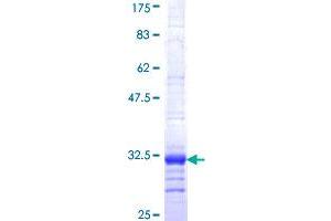 P2RY1 Protein (AA 1-52) (GST tag)