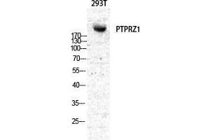 Western Blot (WB) analysis of specific cells using PTPzeta Polyclonal Antibody. (PTPRZ1 抗体  (N-Term))