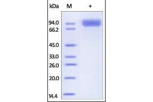 Human Neprilysin, Tag Free on SDS-PAGE under reducing (R) condition. (MME Protein (AA 52-750))