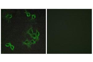 Immunofluorescence (IF) image for anti-Chemokine (C-C Motif) Receptor-Like 1 (CCRL1) (N-Term) antibody (ABIN1852826) (CCRL1 抗体  (N-Term))