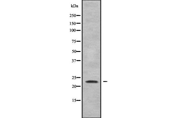 RHOG 抗体  (Internal Region)