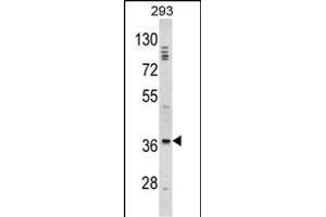 Western blot analysis of DLX2 Antibody (Center) (ABIN390871 and ABIN2841087) in 293 cell line lysates (35 μg/lane). (DLX2 抗体  (AA 194-222))