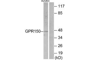 Western blot analysis of extracts from HUVEC cells, using GPR150 antibody. (GPR150 抗体  (C-Term))