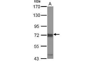 Western Blotting (WB) image for anti-Inhibitor of kappa Light Polypeptide Gene Enhancer in B-Cells, Kinase epsilon (IKBKE) antibody (ABIN2856120)