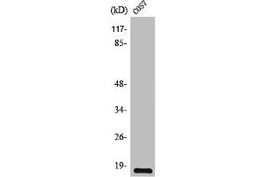 Western Blot analysis of COS7 cells using TGFα Polyclonal Antibody (TGFA 抗体  (C-Term))